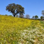 Centro Olistico Il Risveglio - Eventi