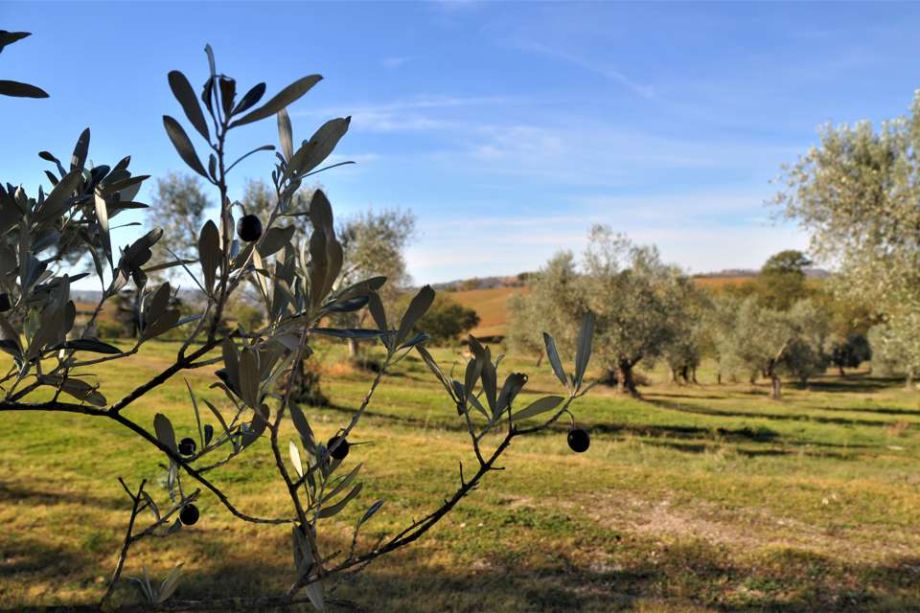 Centro Olistico Il Risveglio - Su di noi 