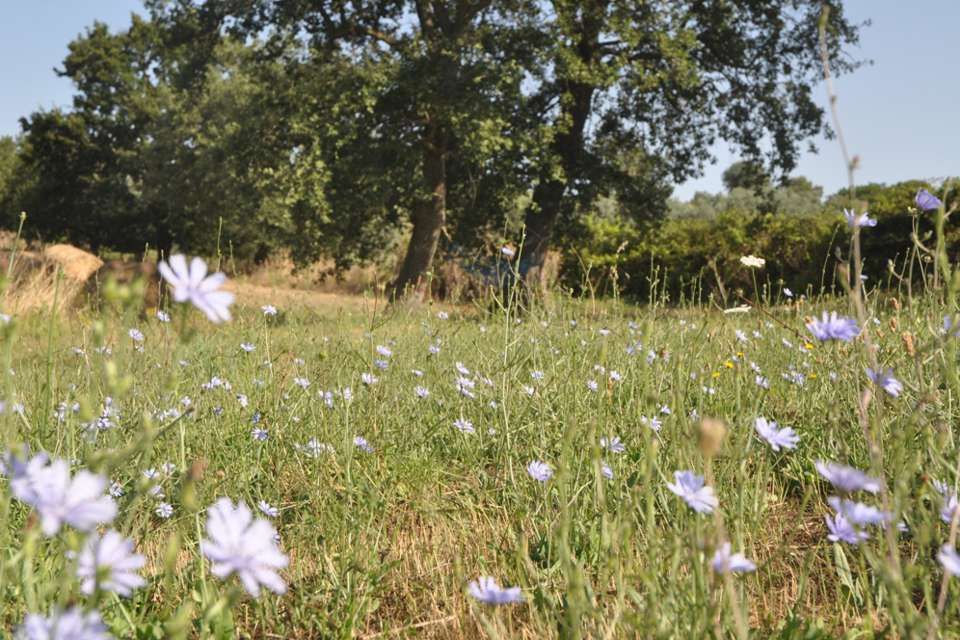 Centro Olistico Il Risveglio - Galleria fotografica - Paesaggi, sentieri, natura